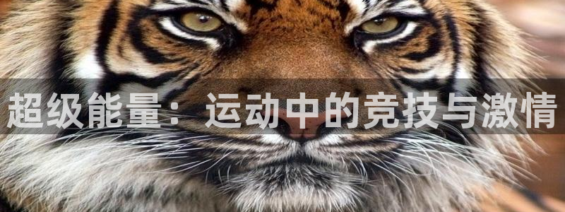 超级能量：运动中的竞技与激情